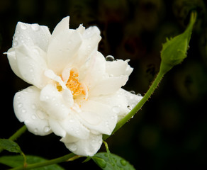 Delicate white rose after heavy rain with raindrops against dark background
