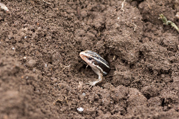 Japanese lizard sticking her head out of dirt