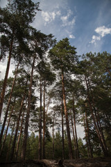 Fototapeta premium Sandsteinhöhlen im Harz (Deutschland)