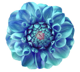 Dahlia  flower,blue, turquoise;  pink center, white  background isolated  with clipping path. Closeup. with no shadows.  Nature.