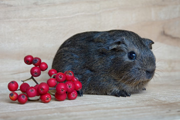 Agouti Meerschweinchen (Jungtier)