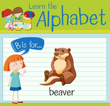 Flashcard letter B is for beaver