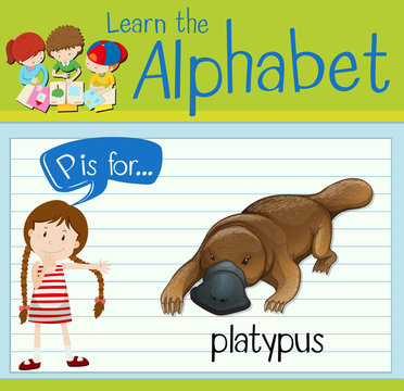 Flashcard letter P is for platypus
