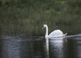 Lonely swan
