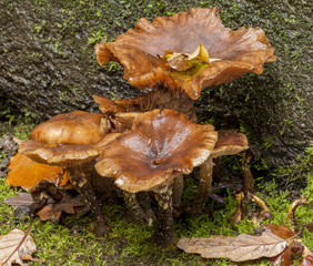 Mycena haematopus, Burgundydrop bonnet.