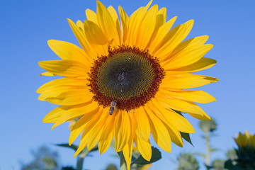 Fototapeta premium leuchtende Sonnenblume mit Biene