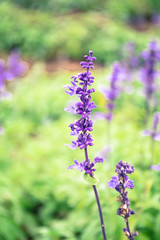Fototapeta premium Blossom purple flower with dew in the morning