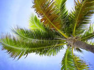 Fototapeta premium Palme