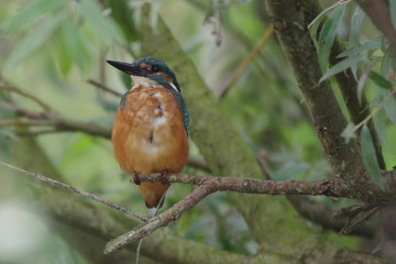 Martin-pêcheur, Alcedo atthis 4