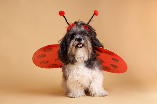 Cute dog wearing ladybird costume