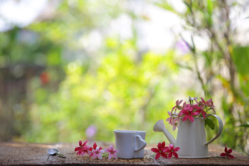 Rangoon Creeper in pot on wooden table