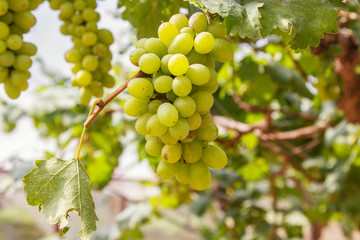 Green grapes on vine sunset time