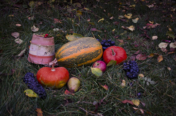 Still life with pumpkins Autumn harvest Halloween on tha grass, falling leaves, walnuts, wild rose,...