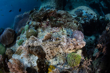 Large Crocodilefish Laying on Coral Reef