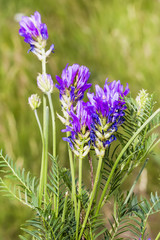 Astragalus aspiratii (lat. Astragalus onobrychis)
