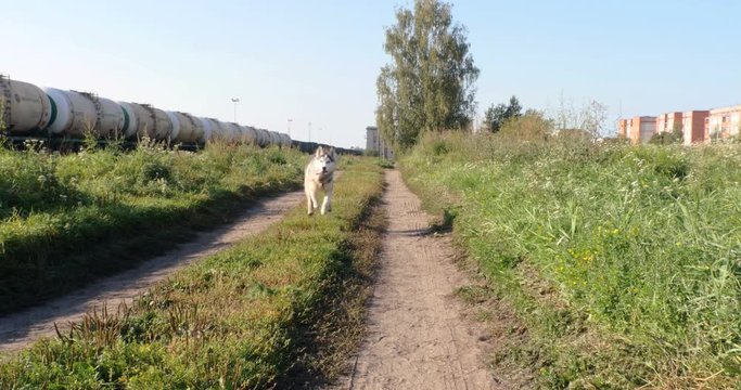 husky dog walking in path 4k