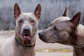 dog breed Thai Ridgeback