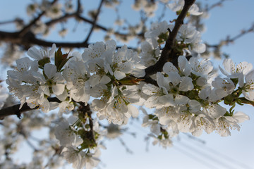 Branch with cherry blossoms blooming