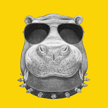 Portrait of Hippo with sunglasses and dog-collar. Hand drawn illustration.