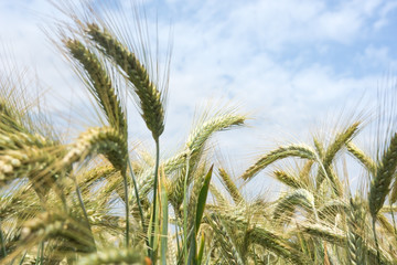 Ears of wheat in the wind