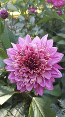 Wei&szlig; pinke Dahlie im sommerlichen Garten