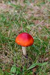 Junger Fliegenpilz- Amanita muscaria