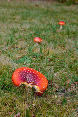  Fliegenpilze auf Waldwiese