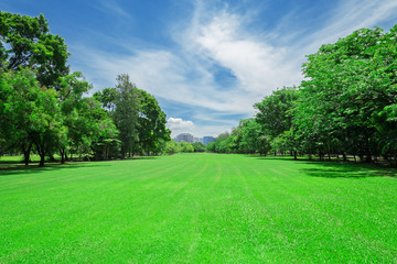 Fototapeta na wymiar In city parks, lawns