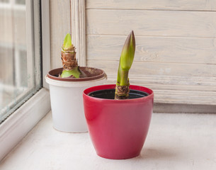 Two Hippeastrum with buds