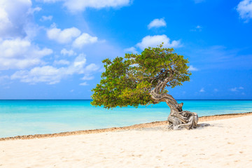 Aruba, Netherlands Antilles. Divi divi tree on the beach - obrazy, fototapety, plakaty