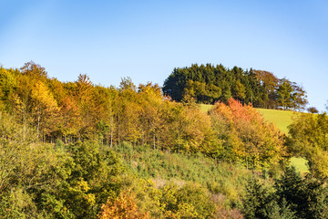 colorful leaves at fall in low moutain range sauerland, germany