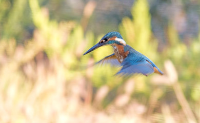 Common Kingfisher