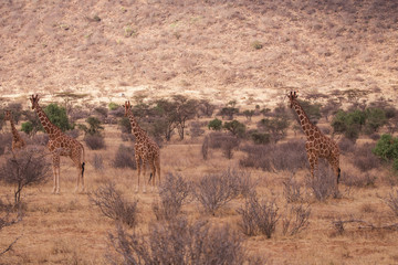 Fototapeta na wymiar giraffe in Samburu National Park, Kenya