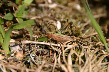 Grass hopper