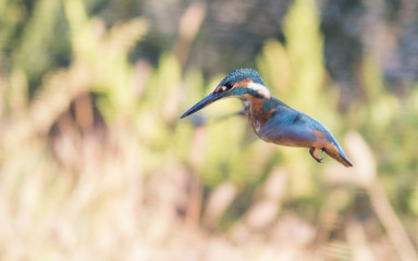 Common Kingfisher