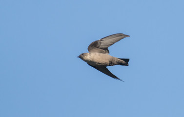 Flying Crag Martin