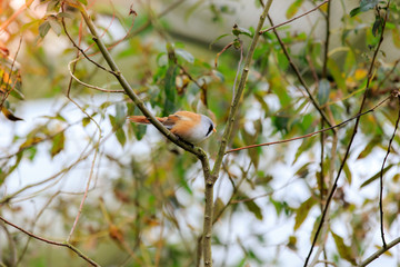 The bearded reedling (Panurus biarmicus) male