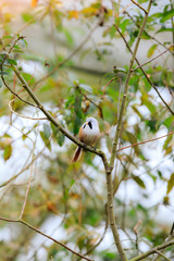 The bearded reedling (Panurus biarmicus) male