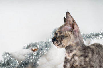 Purebred devon rex kitten