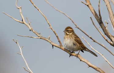 Reed Bunting