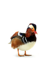 male mandarin duck