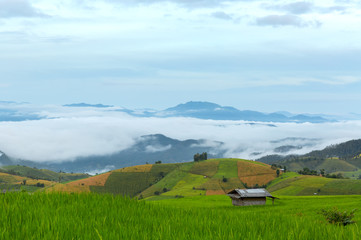 Fototapeta na wymiar Green Terraced Rice Field in Pa Pong Pieng , Mae Chaem, Chiang Mai, Thailand