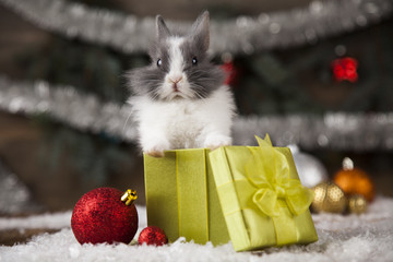 Holiday Christmas bunny in Santa hat on gift box background