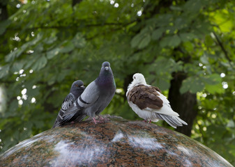 pigeons