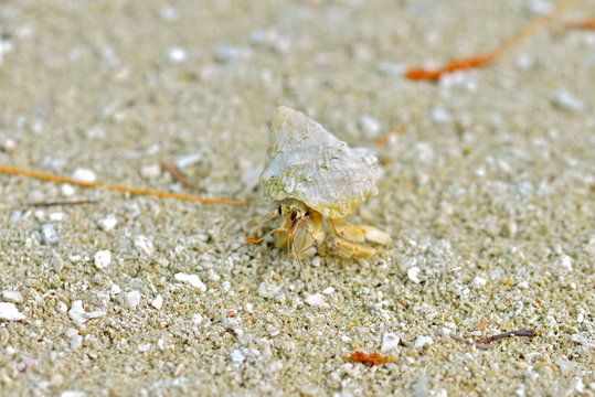Hermit crab, Polynesia