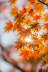 autumn trees blur background