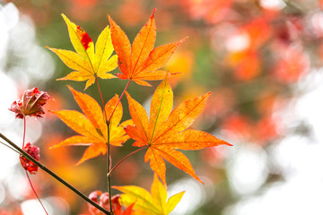 autumn background