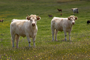 Two young white bulls on grassland with wild flowers in Alentejo Region, Portugal