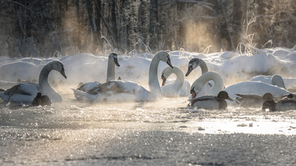 white swans, ducks on frozen lake and steam coming from the water