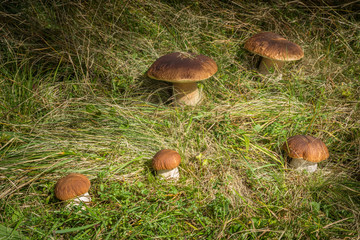 Five edible mushrooms Boletus edulis